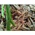 PHOTOS FAITES AVEC CE SMARTPHONE