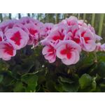 FOTO FATTE CON QUESTO TELEFONO