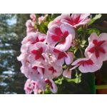 PHOTOS FAITES AVEC CE SMARTPHONE