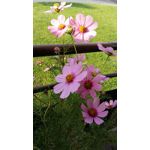 PICTURES FROM THIS PHONE