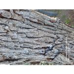 FOTO'S VAN DEZE TELEFOON