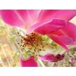 FOTO FATTE CON QUESTO TELEFONO