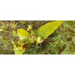 FOTO FATTE CON QUESTO TELEFONO