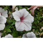 FOTO FATTE CON QUESTO TELEFONO