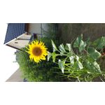 來自這款手機的圖片