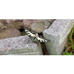 來自這款手機的圖片