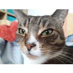 Pictures by this phone Samsung Galaxy A7 2016