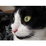 Pictures by this phone Samsung Galaxy A7 2016