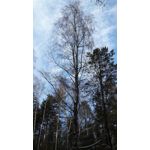 Pictures by this phone Samsung Galaxy A7 2016
