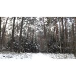 Pictures by this phone Samsung Galaxy A7 2016