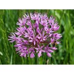 Les photos des utilisateurs Samsung Galaxy A72 Dual SIM