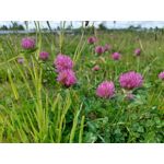 Les photos des utilisateurs Samsung Galaxy A72 Dual SIM