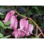 Les photos des utilisateurs Samsung Galaxy A72 Dual SIM