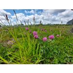 Les photos des utilisateurs Samsung Galaxy A72 Dual SIM