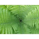 Les photos des utilisateurs Samsung Galaxy A72 Dual SIM