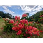 Les photos des utilisateurs Samsung Galaxy A72 Dual SIM