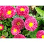 Les photos des utilisateurs Samsung Galaxy A72 Dual SIM