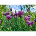 Les photos des utilisateurs Samsung Galaxy A72 Dual SIM