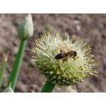 Les photos des utilisateurs Samsung Galaxy A72 Dual SIM