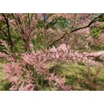 Les photos des utilisateurs Samsung Galaxy A72 Dual SIM