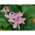 Les photos des utilisateurs Samsung Galaxy A72 Dual SIM