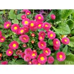 Les photos des utilisateurs Samsung Galaxy A72 Dual SIM