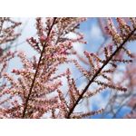 Les photos des utilisateurs Samsung Galaxy A72 Dual SIM