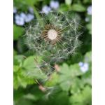 Les photos des utilisateurs Samsung Galaxy A72 Dual SIM