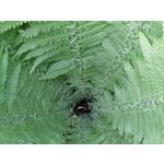 Les photos des utilisateurs Samsung Galaxy A72 Dual SIM