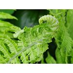 Les photos des utilisateurs Samsung Galaxy A72 Dual SIM