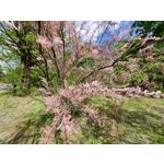 Les photos des utilisateurs Samsung Galaxy A72 Dual SIM