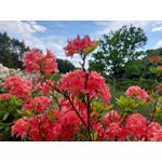 Les photos des utilisateurs Samsung Galaxy A72 Dual SIM