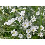 Les photos des utilisateurs Samsung Galaxy A72 Dual SIM