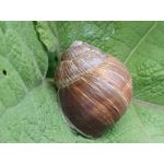 Les photos des utilisateurs Samsung Galaxy A72 Dual SIM