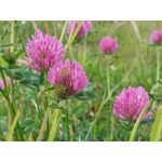 Les photos des utilisateurs Samsung Galaxy A72 Dual SIM