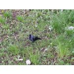 Les photos des utilisateurs Samsung Galaxy A72 Dual SIM