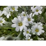 Les photos des utilisateurs Samsung Galaxy A72 Dual SIM