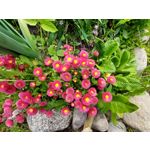 Les photos des utilisateurs Samsung Galaxy A72 Dual SIM