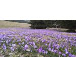 Imágenes de los usuarios Samsung Galaxy A9 Imágenes de los usuarios Samsung Galaxy A9