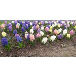 Imágenes de los usuarios Samsung Galaxy A9 Imágenes de los usuarios Samsung Galaxy A9