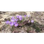 Imágenes de los usuarios Samsung Galaxy A9 Imágenes de los usuarios Samsung Galaxy A9