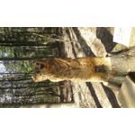 Foto dei utenti Samsung Galaxy Core 2