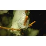 Foto dei utenti Samsung Galaxy Core 2