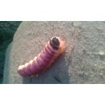 FOTO FATTE CON QUESTO TELEFONO