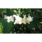 ФОТКИ СНЯТЫЕ ДАННЫМ МОБИЛЬНИКОМ