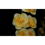 ФОТКИ СНЯТЫЕ ДАННЫМ МОБИЛЬНИКОМ