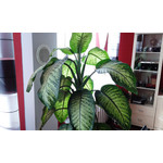 ФОТКИ СНЯТЫЕ ДАННЫМ МОБИЛЬНИКОМ