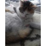 Фотографии пользователя Samsung Galaxy J3 SM-J3109