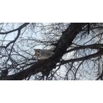 Фотографии пользователя Samsung Galaxy J3 SM-J3109