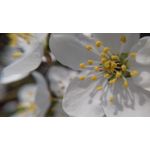 用户照片 Samsung Galaxy J3 SM-J320F